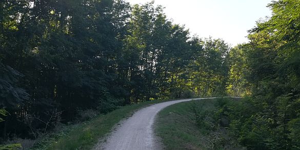 Foto di 'Percorsi ciclopedonali nel parco fluviale del Savio - verso il mare'